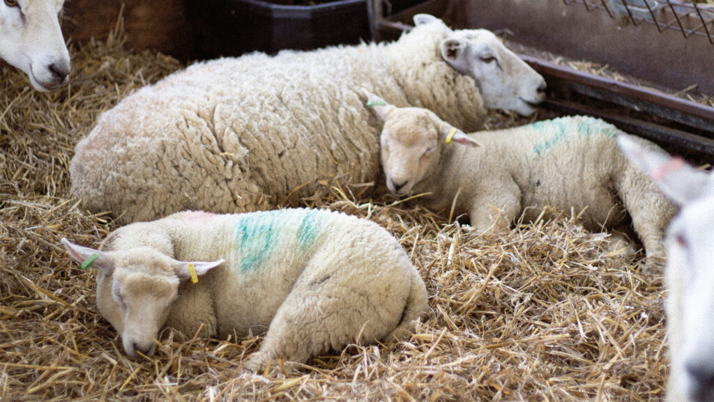 Crossbred ewes and lambs