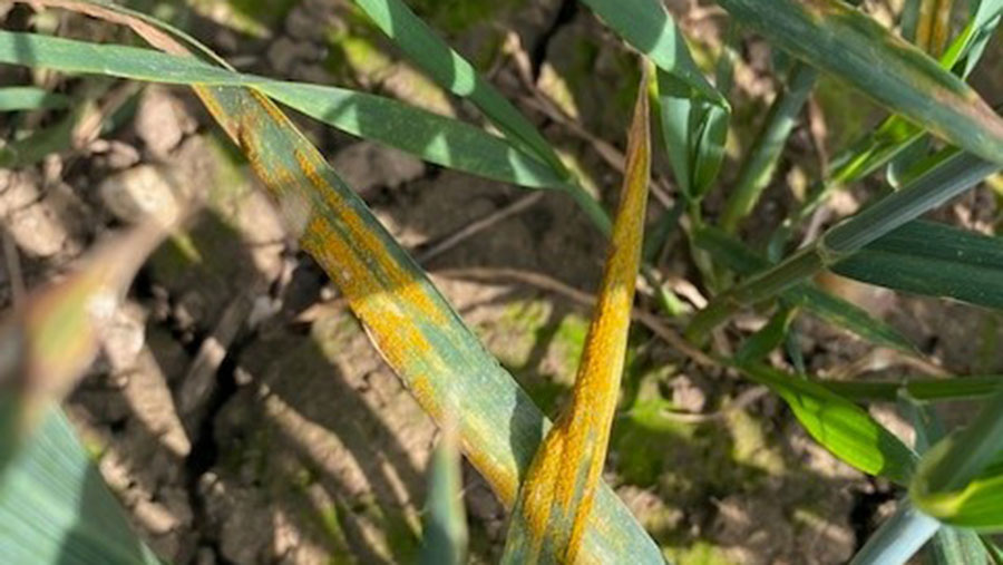 Yellow rust in untreated Skyfall, Lincolnshire