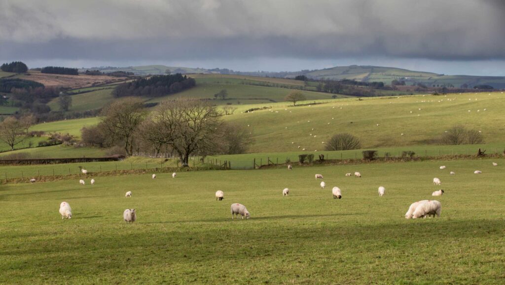 NSA excluded from Welsh government farming roundtable - Farmers Weekly