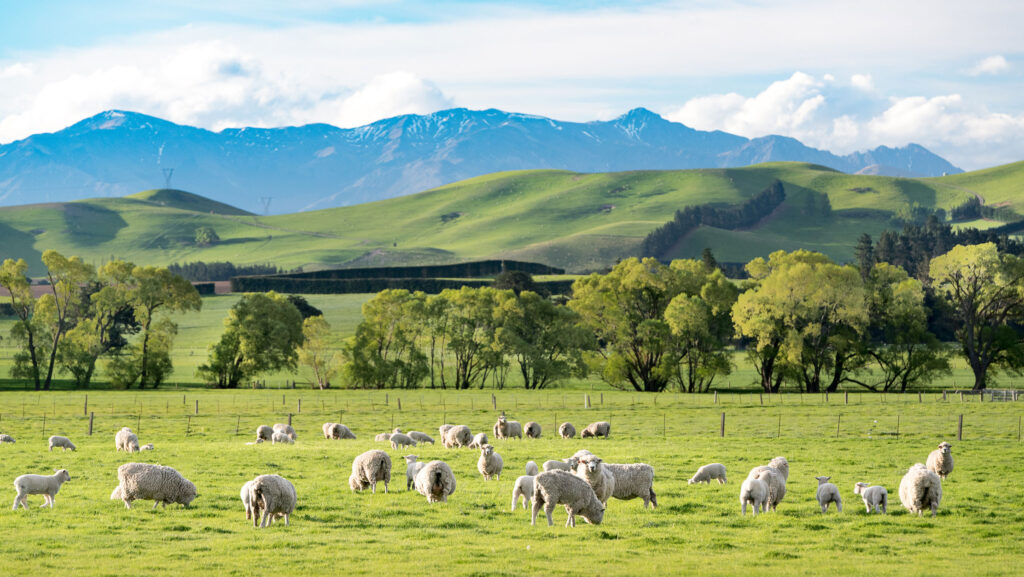 Sheep on a New Zealand farm © Adobe Stock