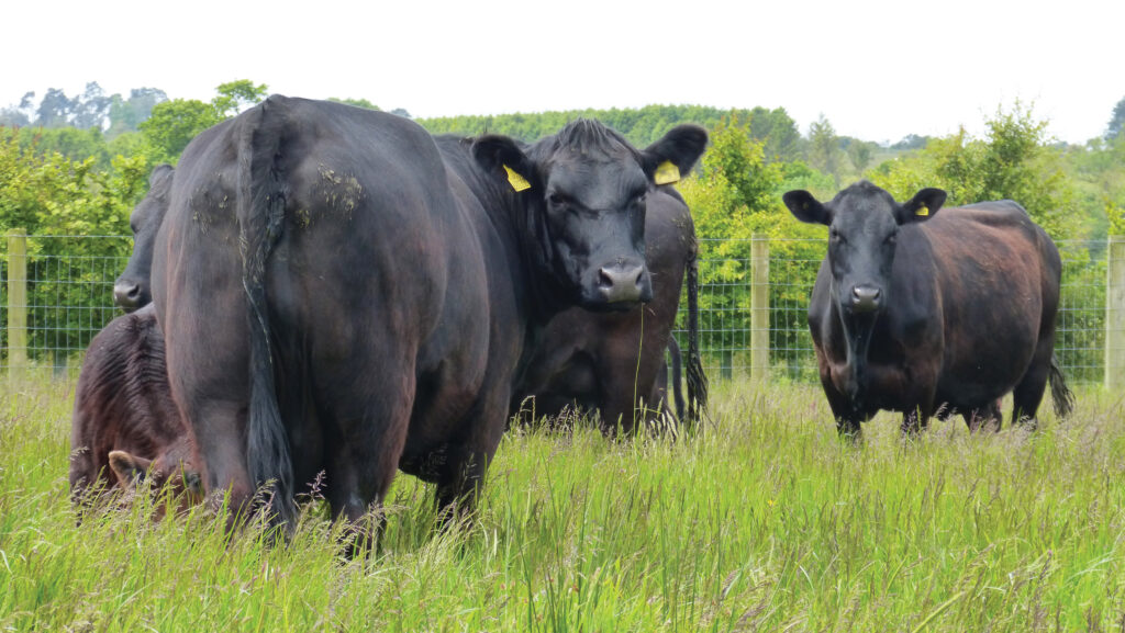 Angus cows in a field