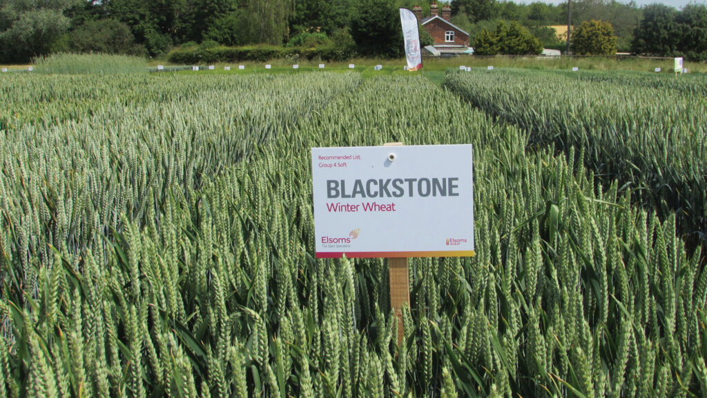 Blackstone wheat