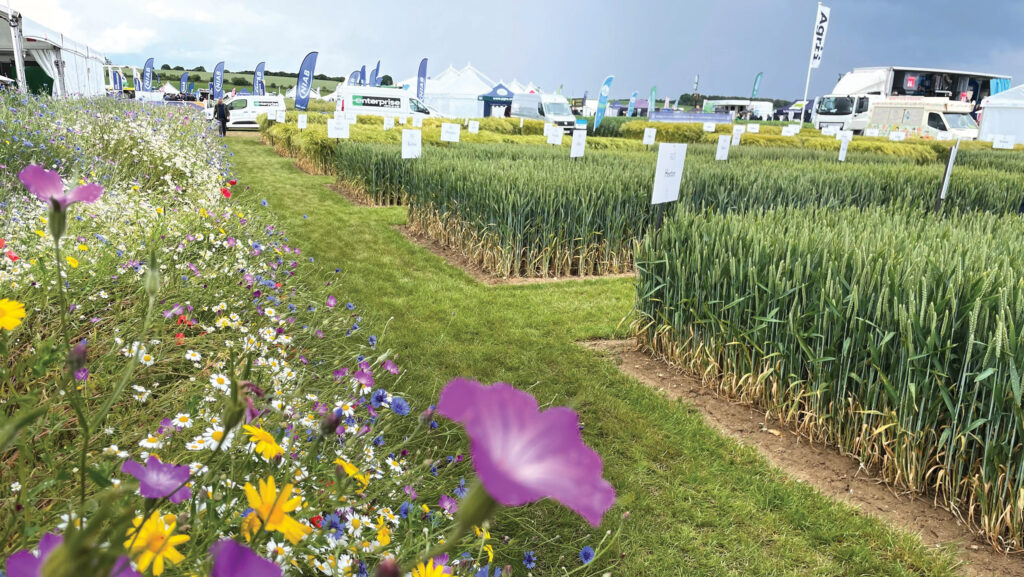 View of crop plots at Cereals event