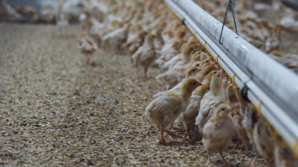 Chicks feeding in a shed