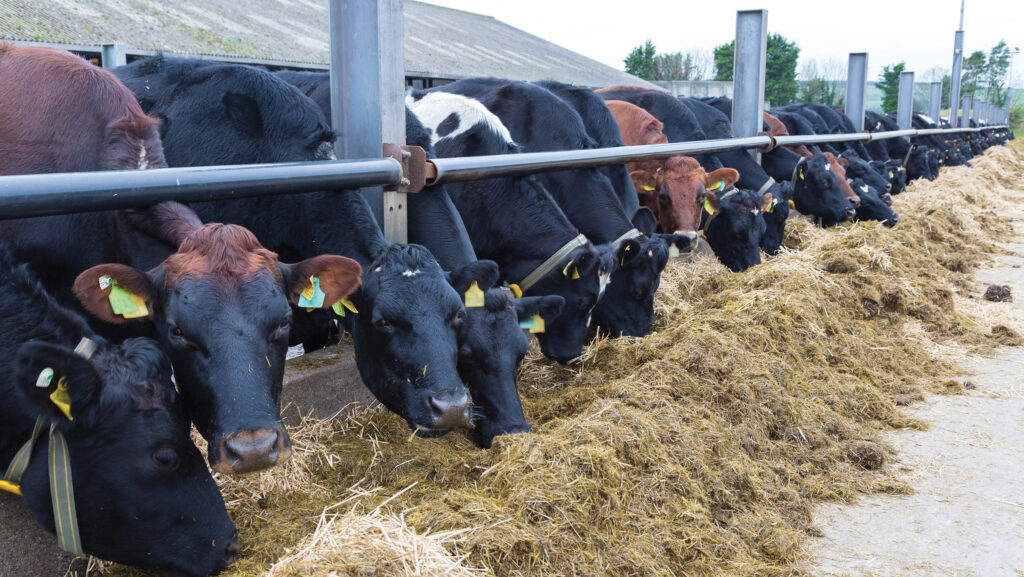 Dairy cows eating winter ration