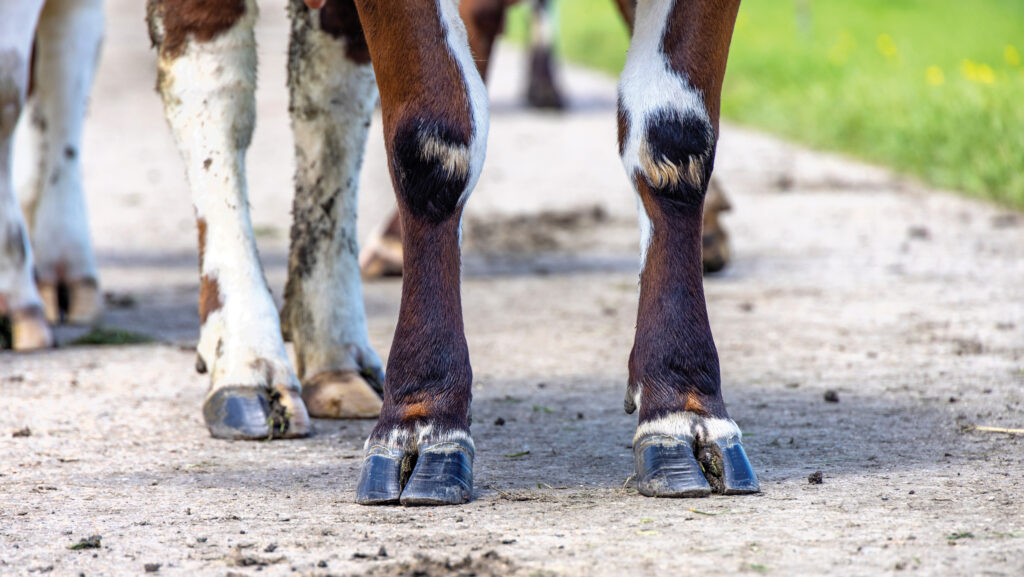 Black hooves of a cow standing of a dairy cow standing on a path, red and white fur