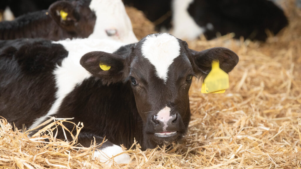 Advice on how to avoid heat stress in calves - Farmers Weekly