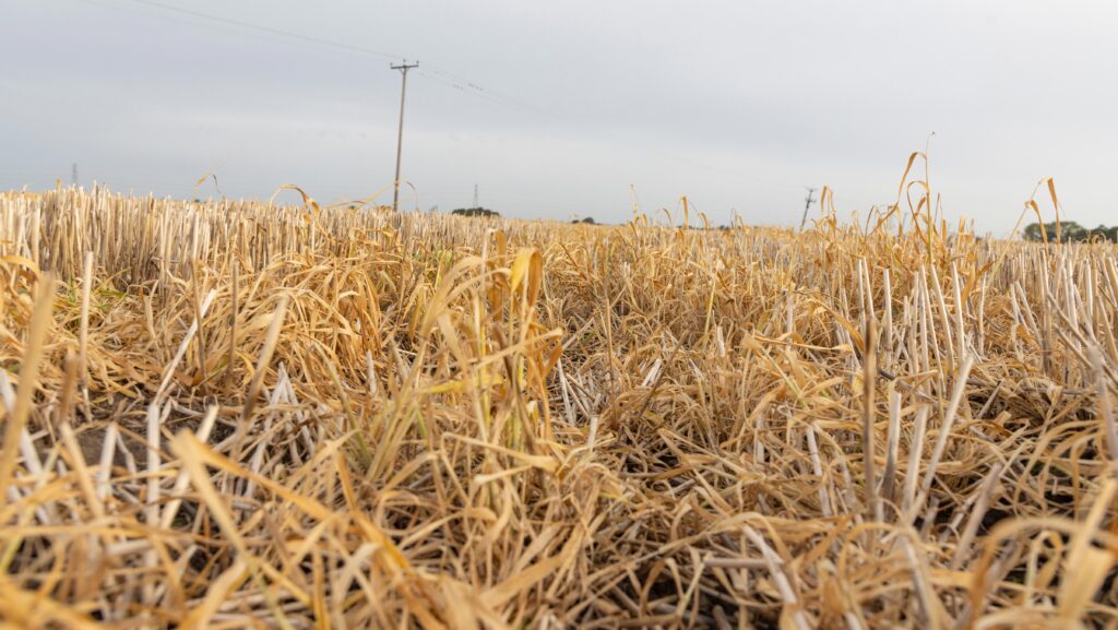 Glyphosate applied to wheat stubble