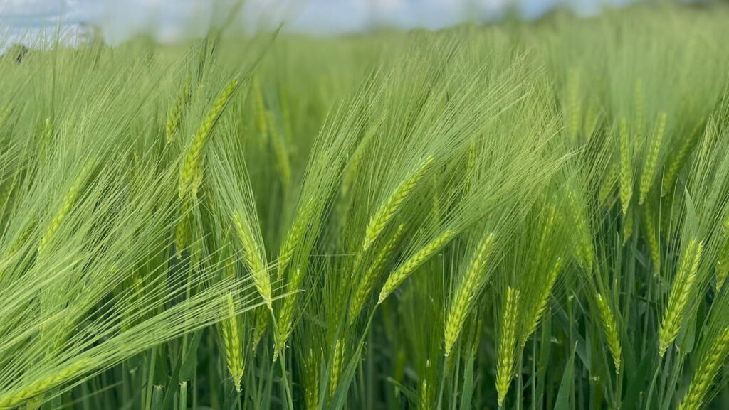 Cereals 2024: Winter barley offers resistance to key virus - Farmers Weekly
