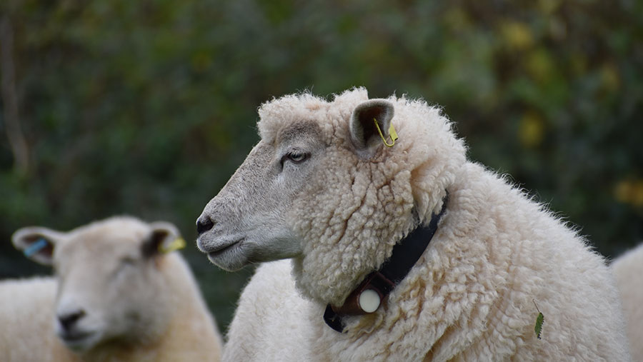 Sheep with sensor collar