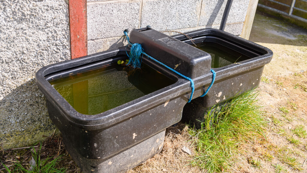 water trough with green water