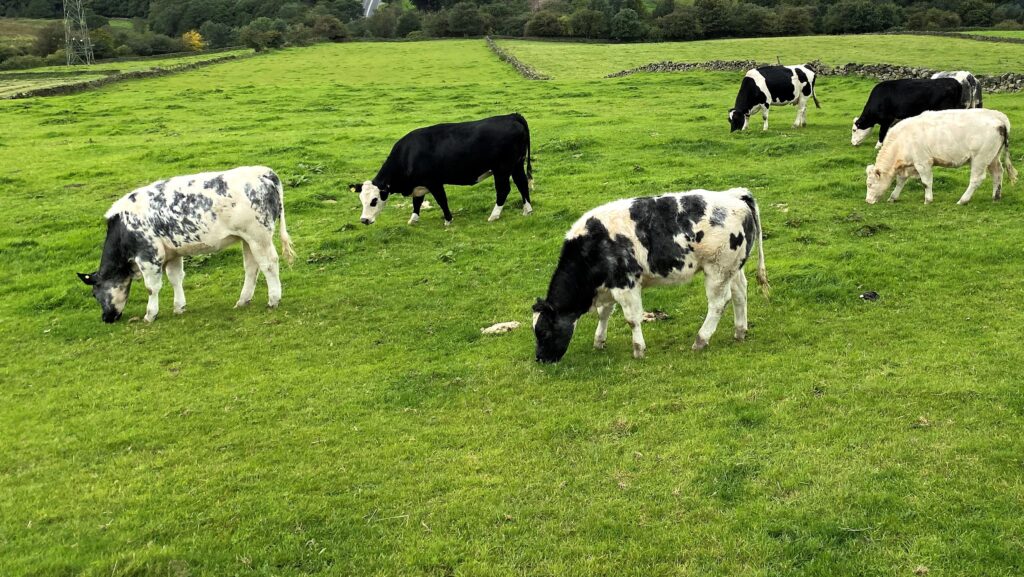 Danish carbon tax could cost farmers £200 a cow by 2035