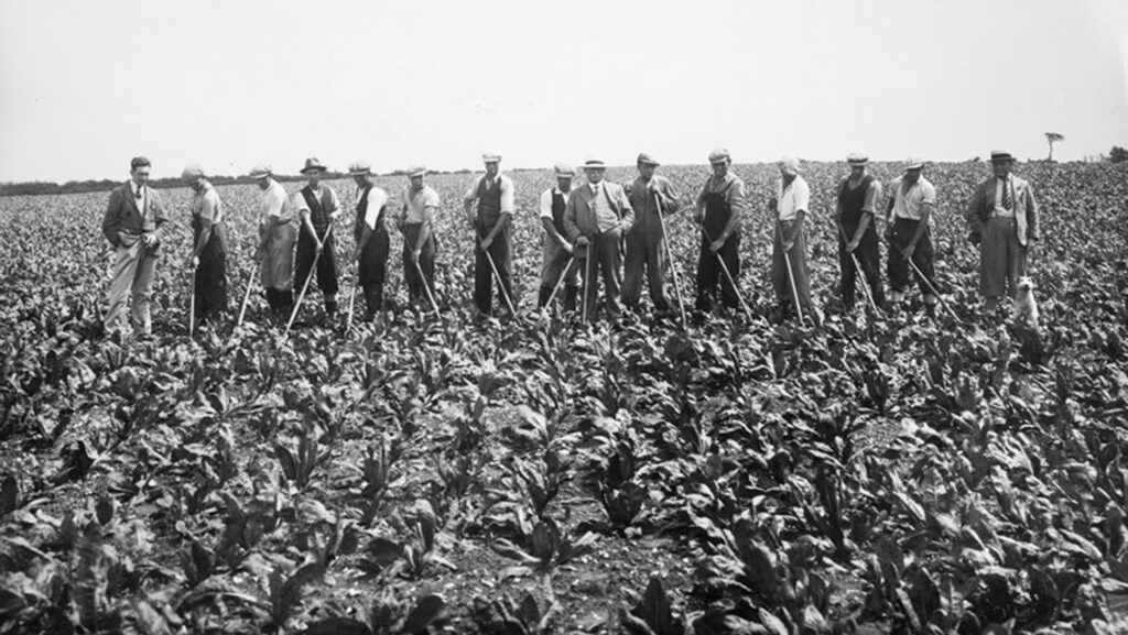 Hoeing a chicory crop