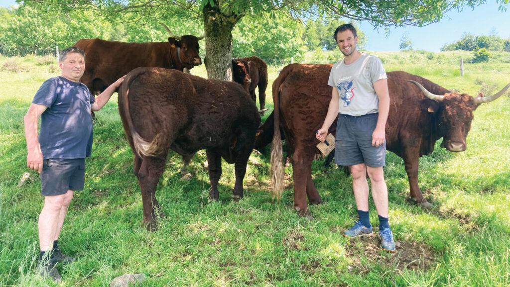 Gerard and Pierre-Alain Chassang with cows