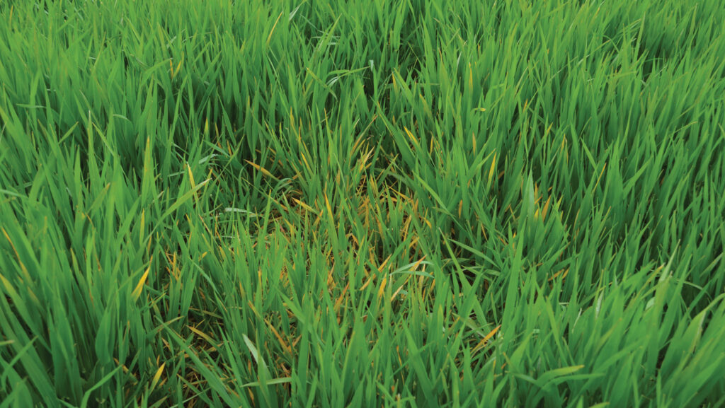 Barley yellow dwarf virus in winter barley