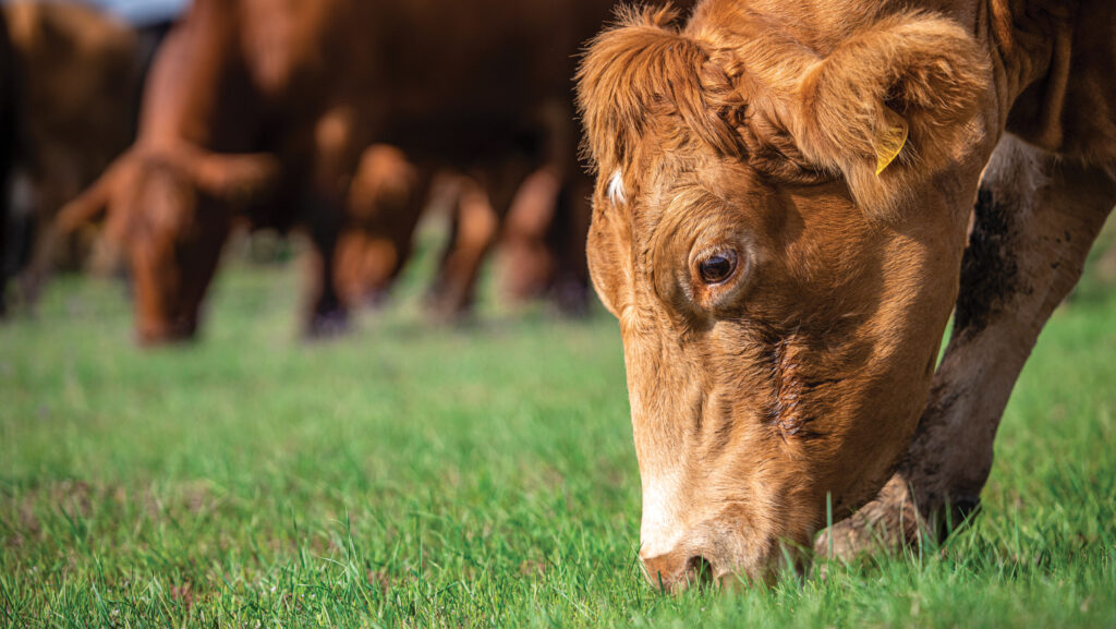 Cows eating grass