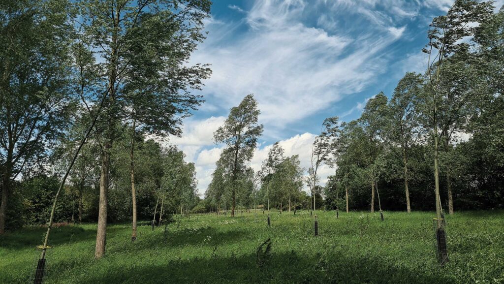 willow trees