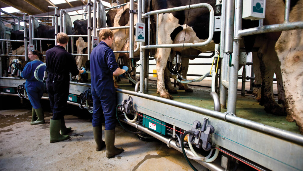 Dairy cows being milked in a rotary parlour