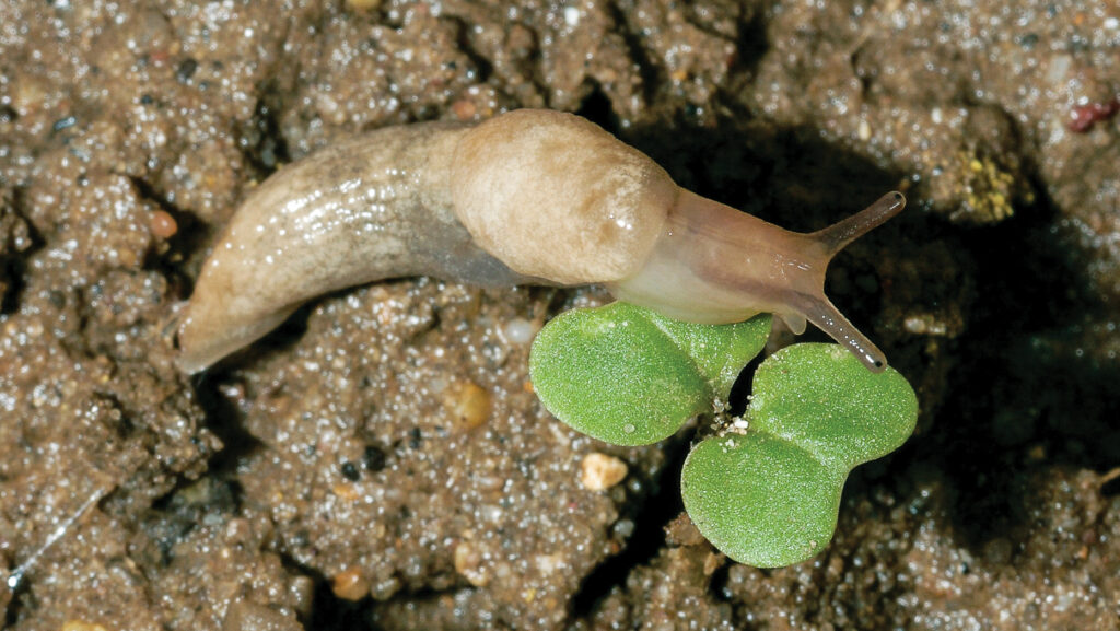 grey field slug