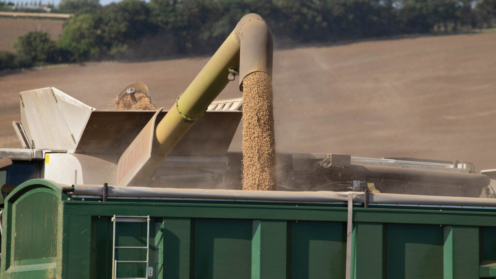 Harvesting beans