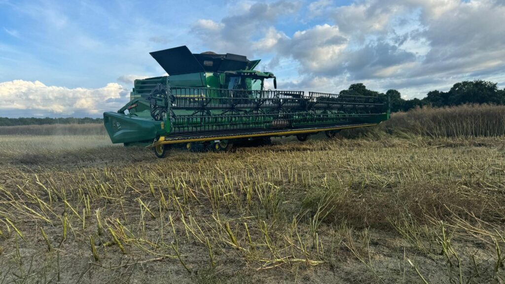 Close-up of combine and OSR stubble