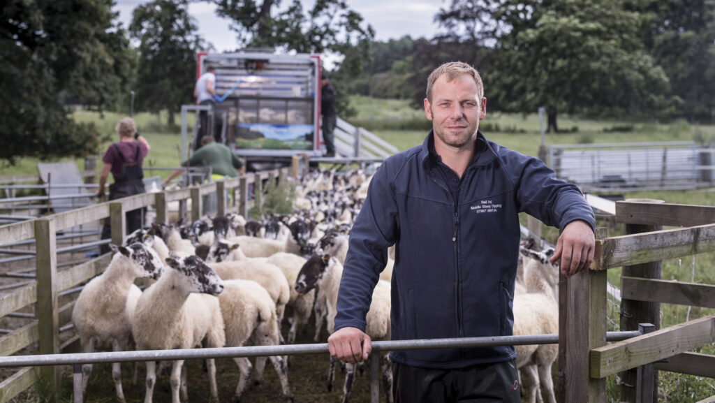 Man (Neil Fell) in front of sheep