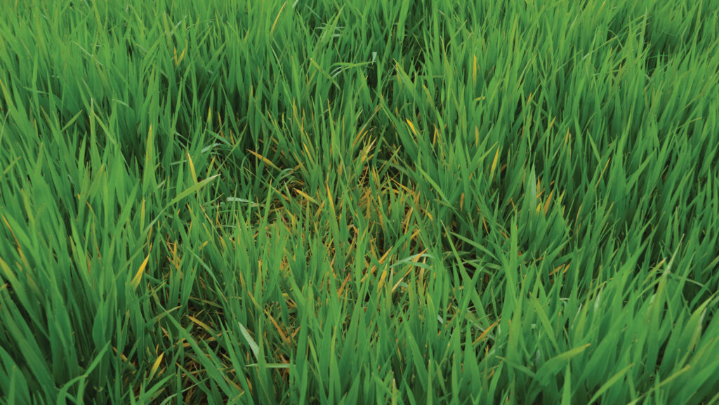 barley yellow dwarf virus in barley