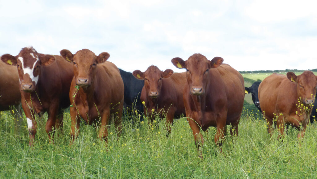 R2 heifers at Blable farm © MAG/Michael Priestley