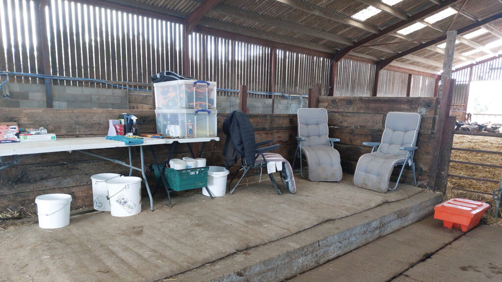 Calf-rearing rest area in a farm building