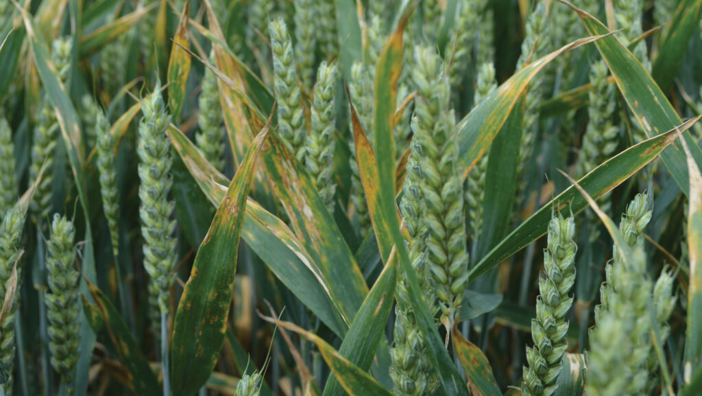 septoria