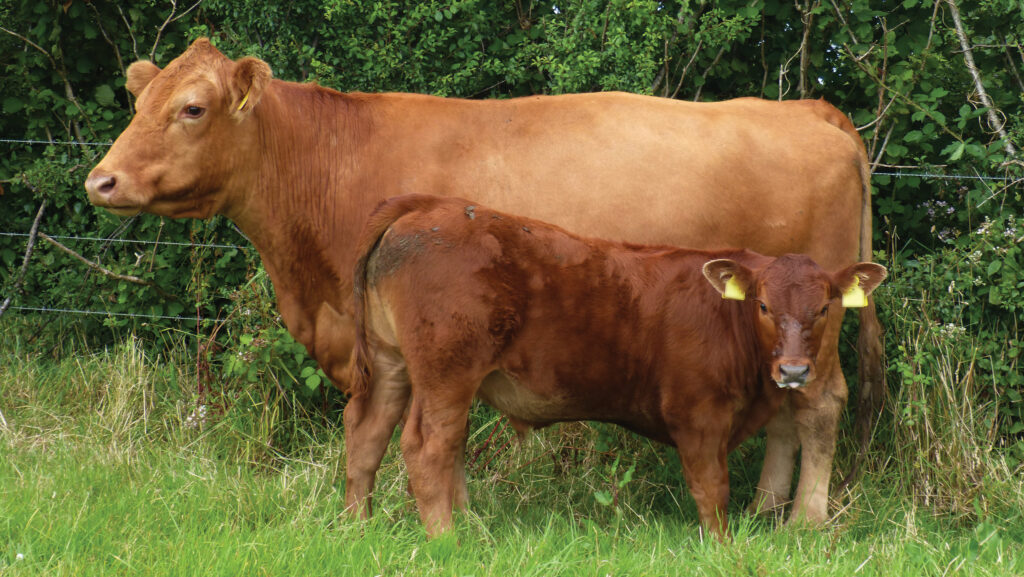 A Stabiliser cow