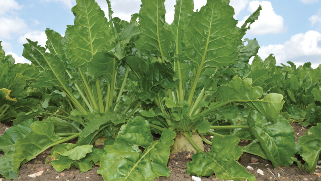 Sugar beet 