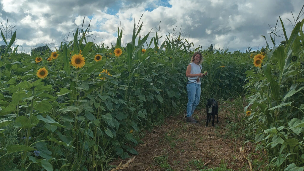 Sunflowers field, woman and dog