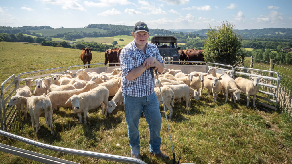 Tom Stinton with sheep in an outdoor pen