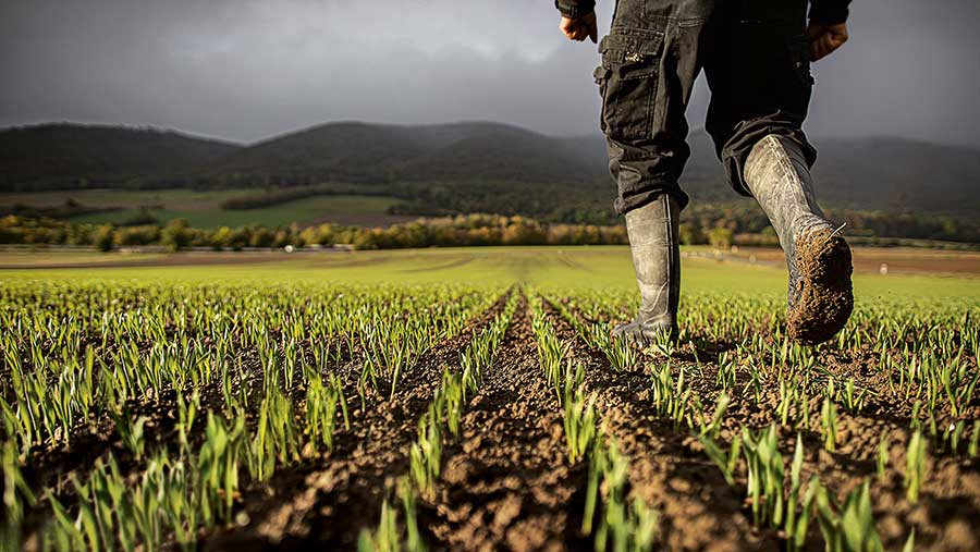 Wheat in field