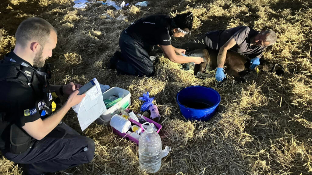 Vets carry out DNA testing on an injured calf © Phil Latham