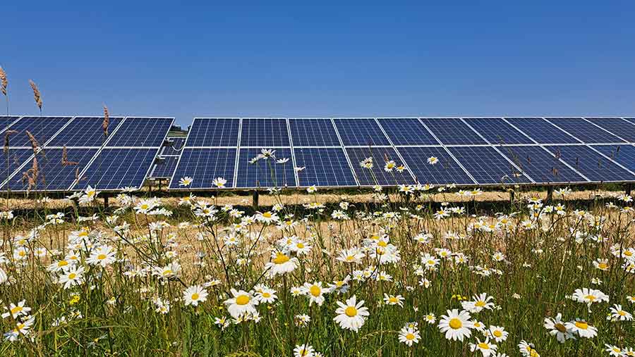 Wildflowers next to solar panels