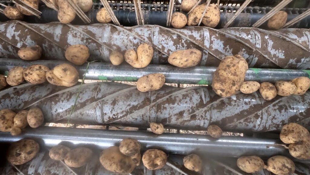 Spiral inside a harvester with potatoes running along it