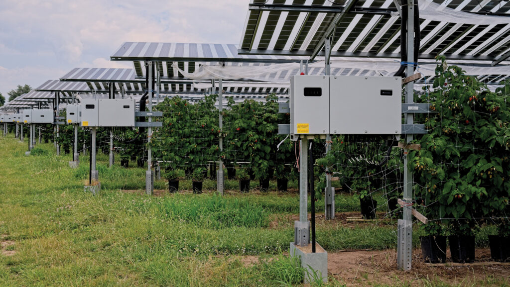 Agrivoltaic installation in the Netherlands