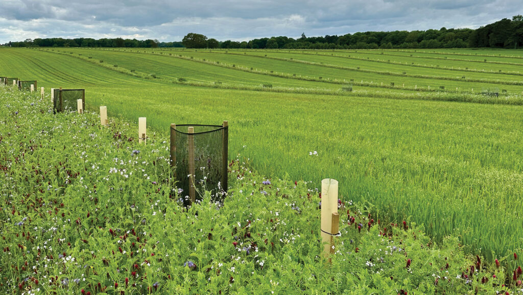 Agroforestry field