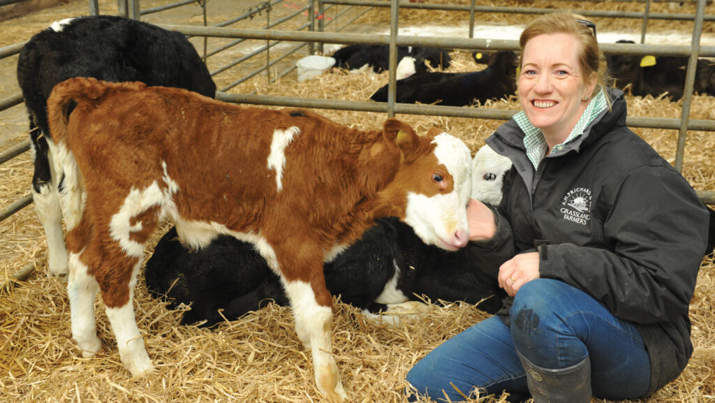 Alex Pritchard with young calves in a shed