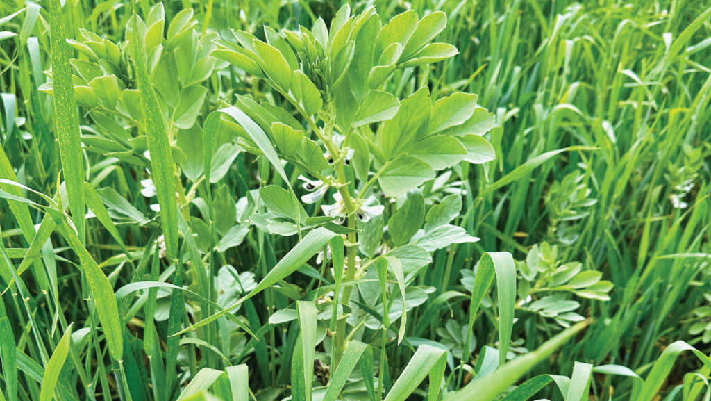 Beans in wheat