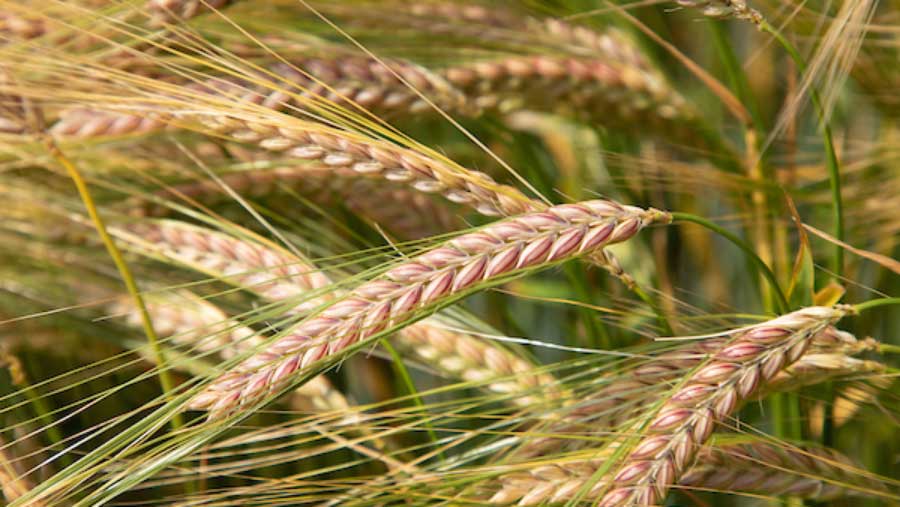 Close up Wheat