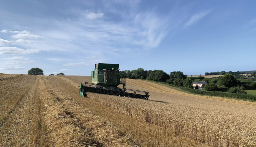 Dawsum winter wheat being harvested by a combine