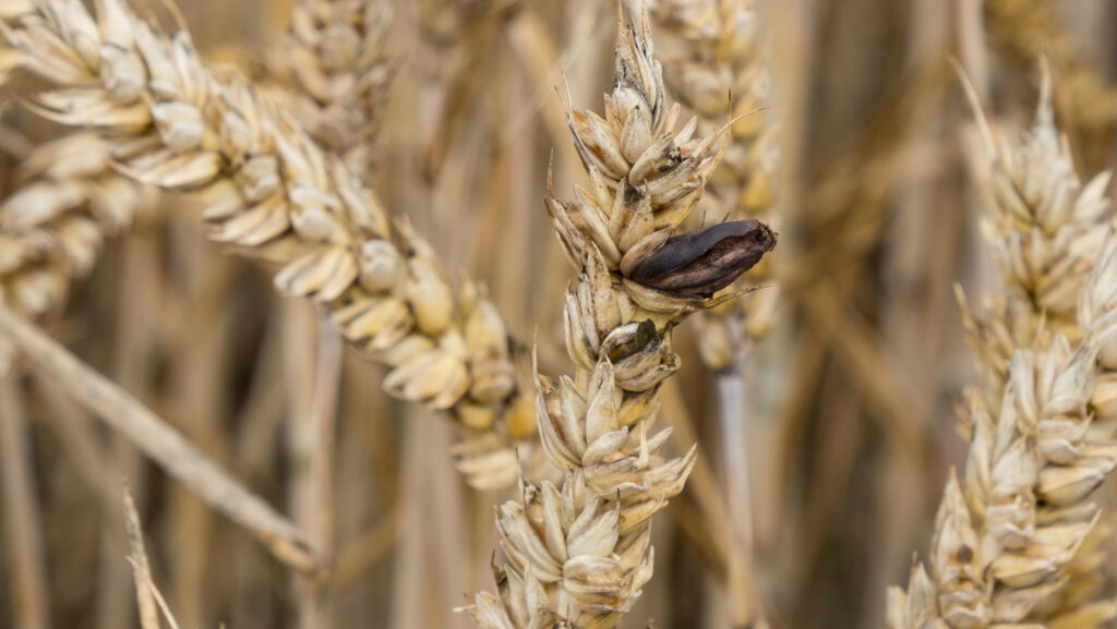 Ergot in wheat ears