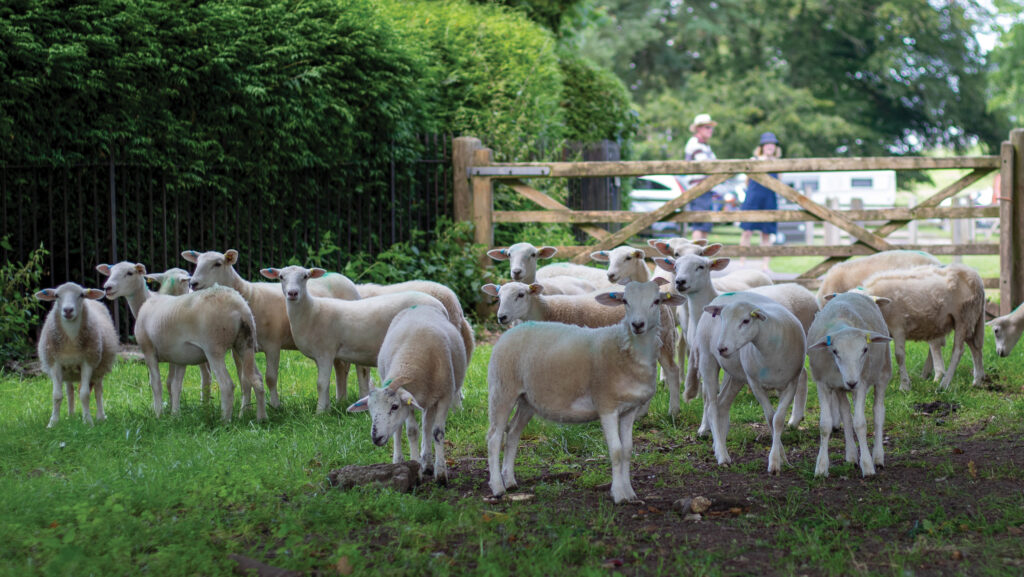 Lambs at Cawley Farms © RP Media