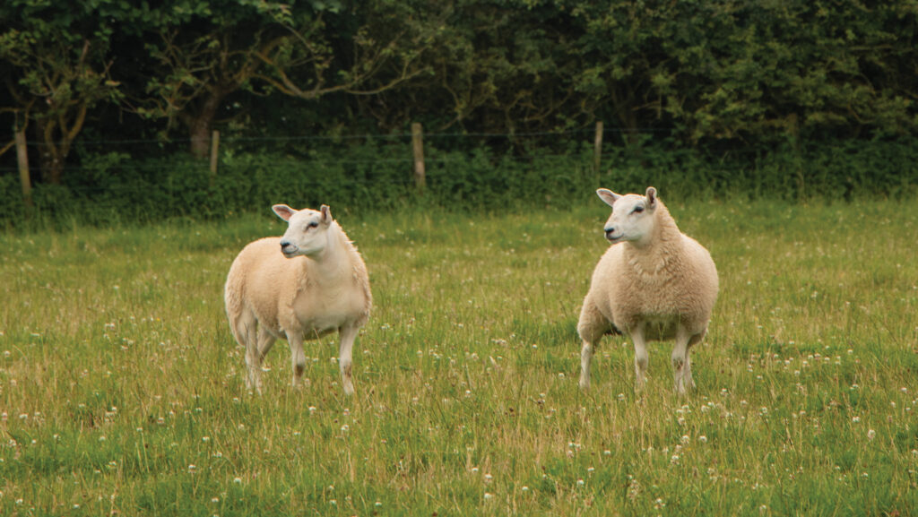 Ewe lambs