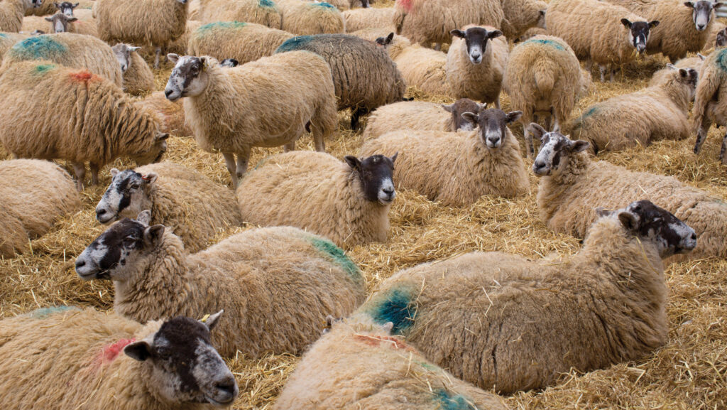 ewes in straw yards