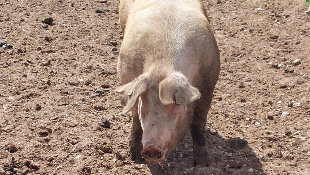 Nose-ringed gilt