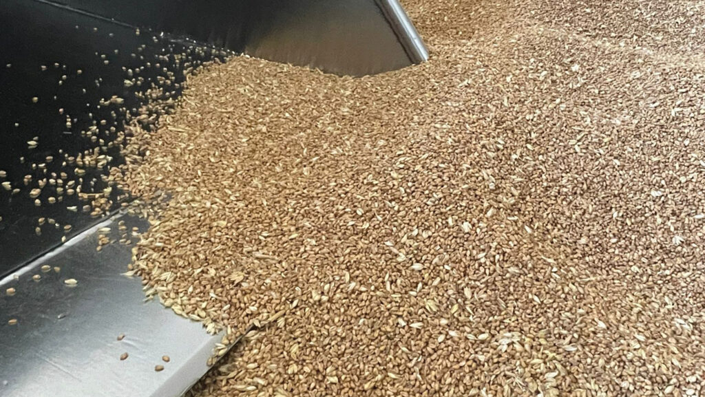 Grouse wheat variety - grain